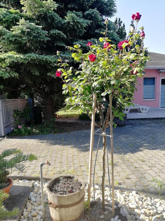 Feszek Apartmanhaz Vonyarcvashegy Dış mekan fotoğraf